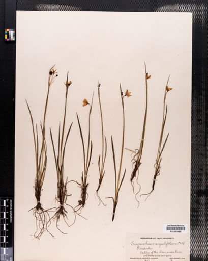Sisyrinchium angustifolium