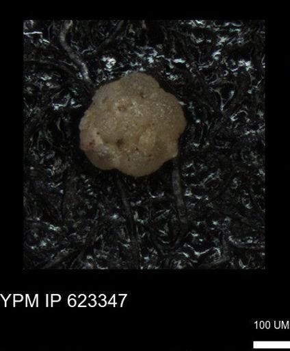 undet. Foraminiferida