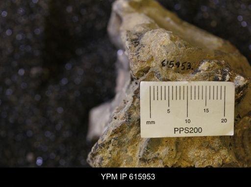 Inoceramus sp.