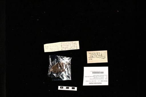 Stephanolepis hispidus