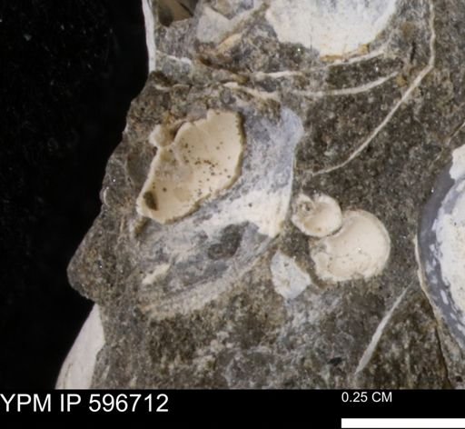 undet. Bivalvia