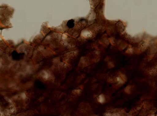 cf. Polyfibrospongia