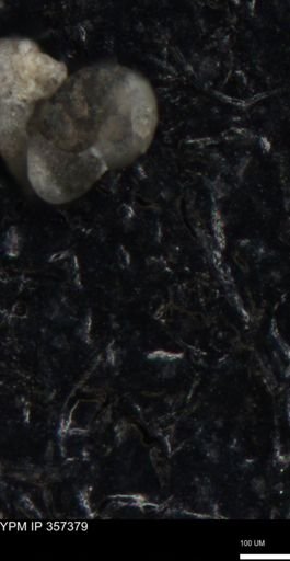 undet. Foraminiferida