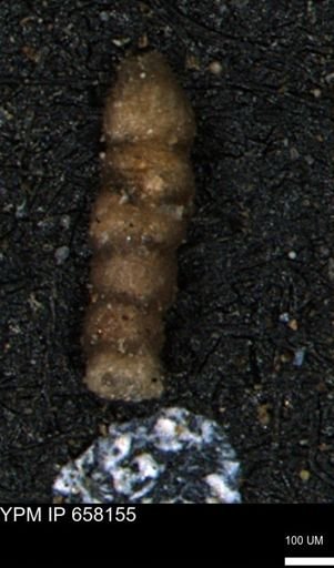 Ammobaculoides?