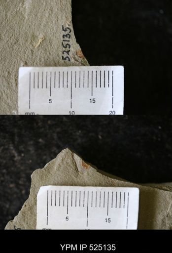 Proetidae?
