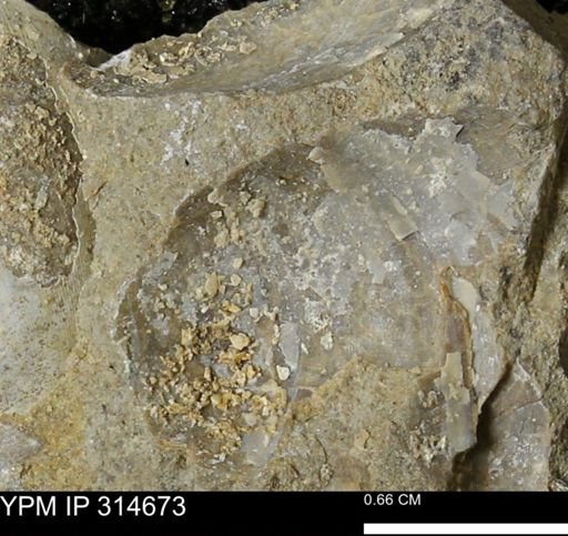 undet. Bivalvia