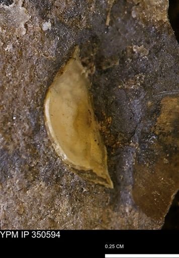 undet. Mollusca