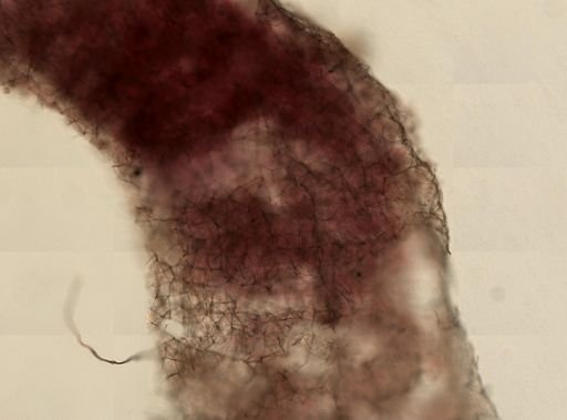 Haliclona sp.