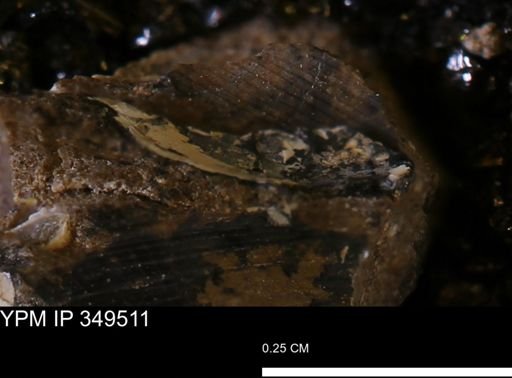 undet. Mollusca