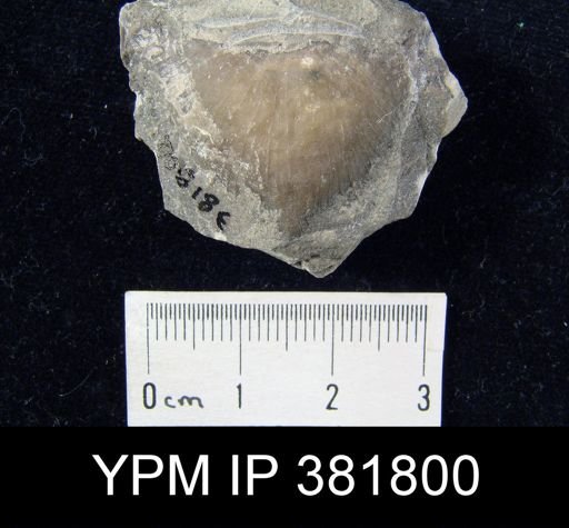 Strophomena fluctuosa