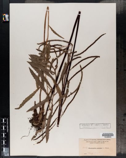 Woodwardia areolata