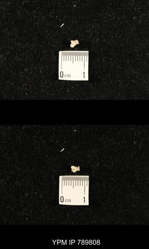 taxon undetermined
