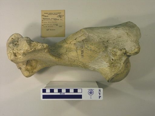 Teleoceras fossiger