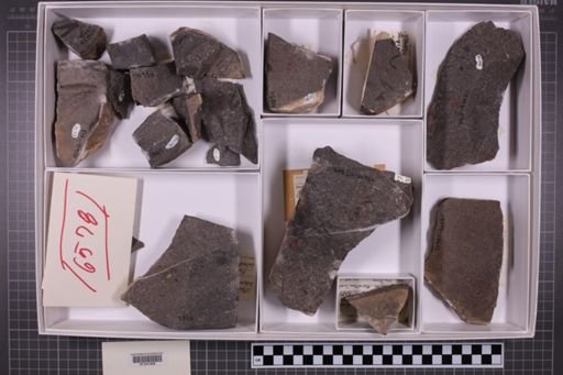 mixed taxa, stratigraphic collection