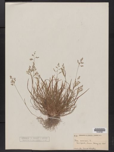 Poa annua