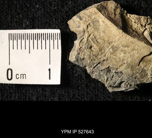 undet. Ophiuroidea