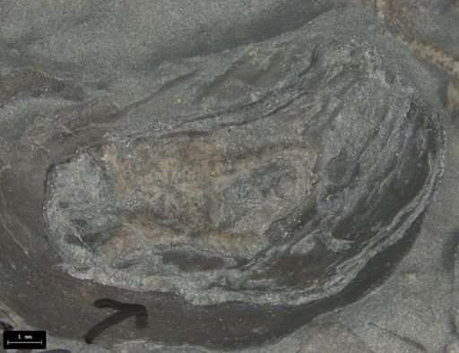 Aplocoma damesii
