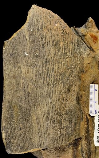 Calamites sp.