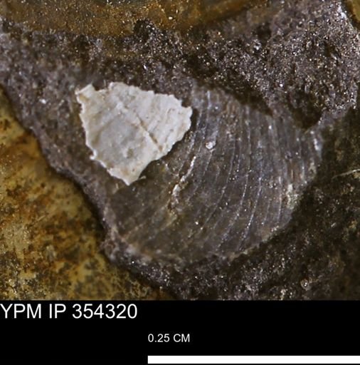 undet. Bivalvia