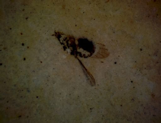 Diptera?