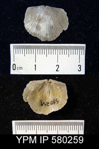Devonochonetes?