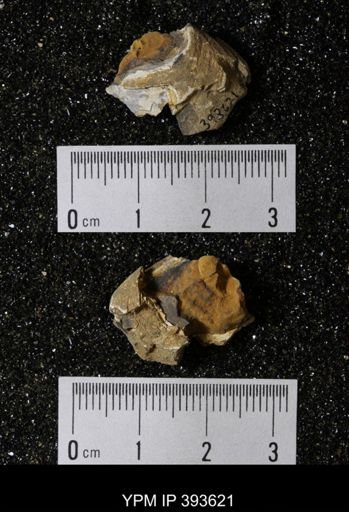 Ostrea glabra