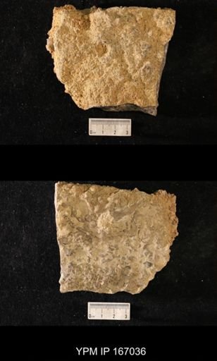 Brachiospongia digitata