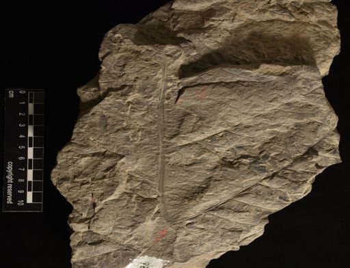 Sphenopteris sp.