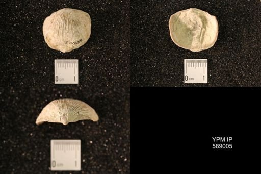 Dinorthis subquadrata