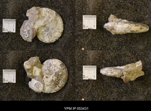 Discoscaphites conradi