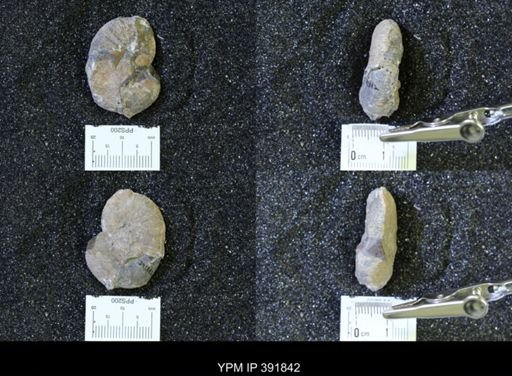 Scaphites whitfieldi