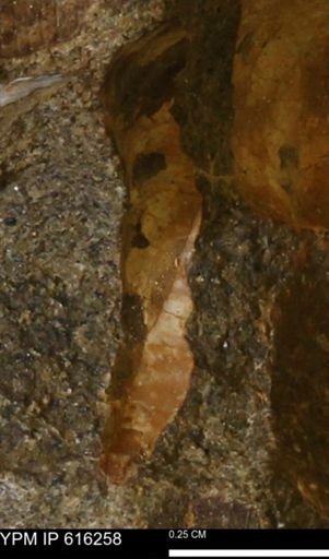 Protocardia subquadrata