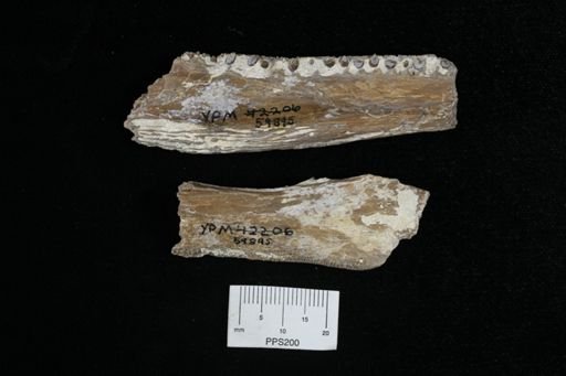 Protosphyraena?