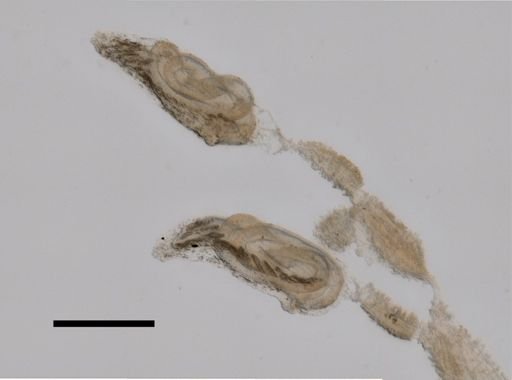 Physophora hydrostatica