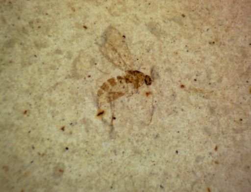 undet. Hymenoptera