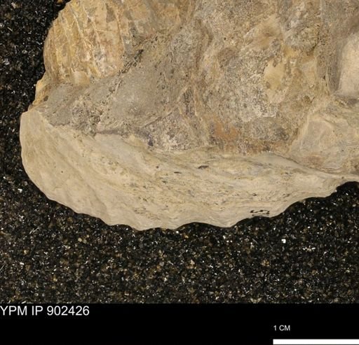 undet. Inoceramidae
