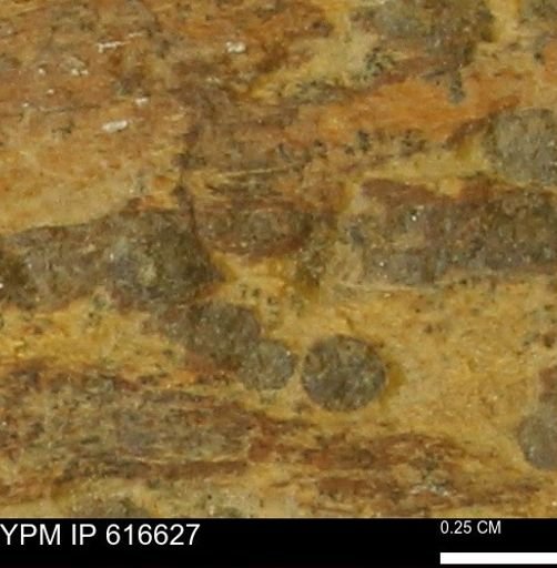 Teredo sp.