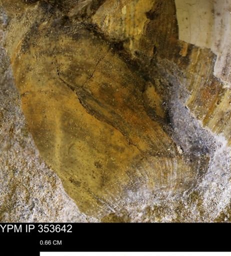Limopsis striatopunctatus