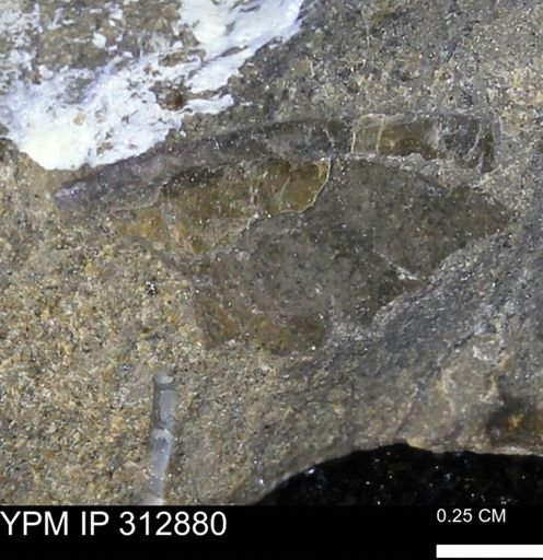 undet. Mollusca