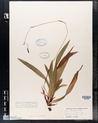 Carex plantaginea