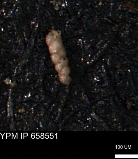 Verneuilinoides kansasensis