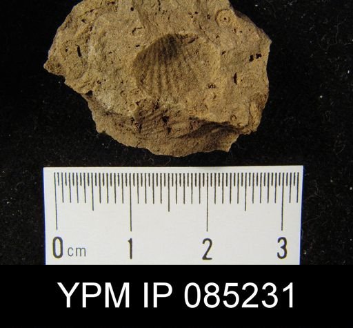 Coelospira hemispherica