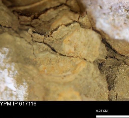undet. Mollusca