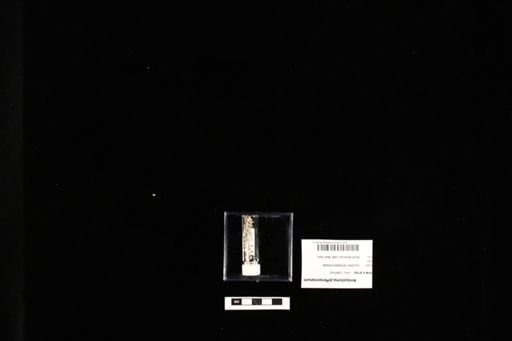 Ambystoma jeffersonianum