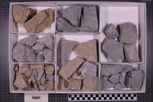 mixed taxa, stratigraphic collection