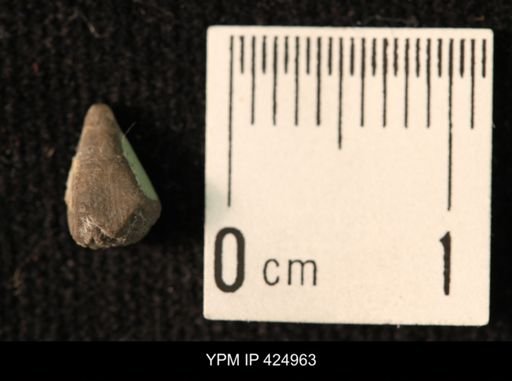 Codaster sp.