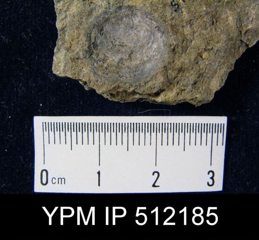 Dictyonella sp.