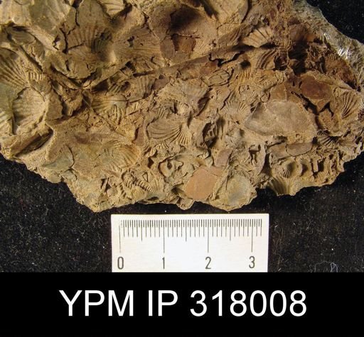 Spinocyrtia sp.