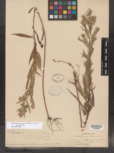 Symphyotrichum lanceolatum lanceolatum