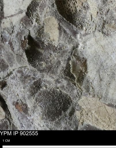 undet. Bivalvia